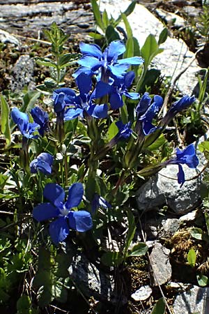Gentiana bavarica \ Bayerischer Enzian / Bavarian Gentian, A Bad Gastein 29.6.2025