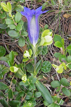 Gentiana clusii \ Clusius' Enzian / Trumpet Gentian, A Kärnten/Carinthia, Petzen 2.7.2010