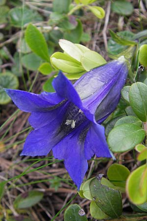 Gentiana clusii \ Clusius' Enzian / Trumpet Gentian, A Kärnten/Carinthia, Petzen 2.7.2010