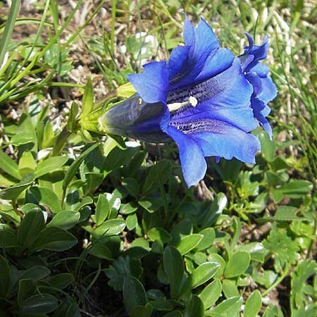 Gentiana clusii \ Clusius' Enzian / Trumpet Gentian, A Dachstein 20.7.2010