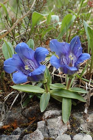 Gentiana clusii \ Clusius' Enzian / Trumpet Gentian, A Kärnten/Carinthia, Trögerner Klamm 18.5.2016