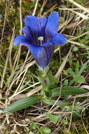 Gentiana clusii \ Clusius' Enzian / Trumpet Gentian, A Kärnten/Carinthia, Trögerner Klamm 18.5.2016