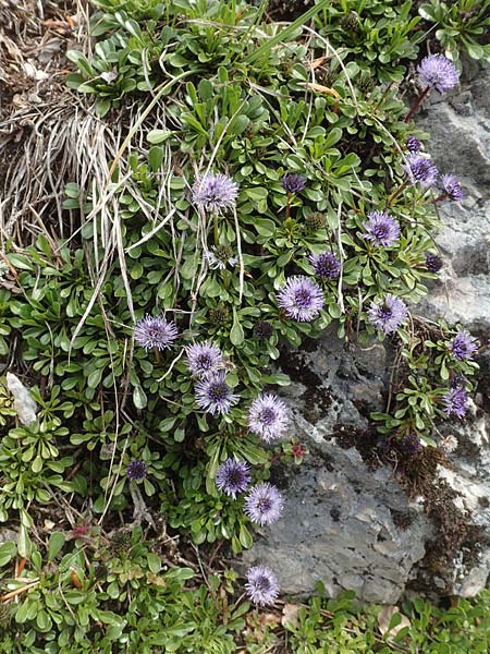 Globularia cordifolia \ Herzblttrige Kugelblume / Leather-Leaf Powder-Puff, A Kärnten/Carinthia, Hochobir 19.5.2016
