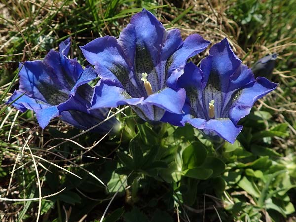 Gentiana acaulis \ Kochs Enzian, Silikat-Glocken-Enzian / Stemless Gentian, A Nockberge, Eisentaler Höhe 10.7.2019