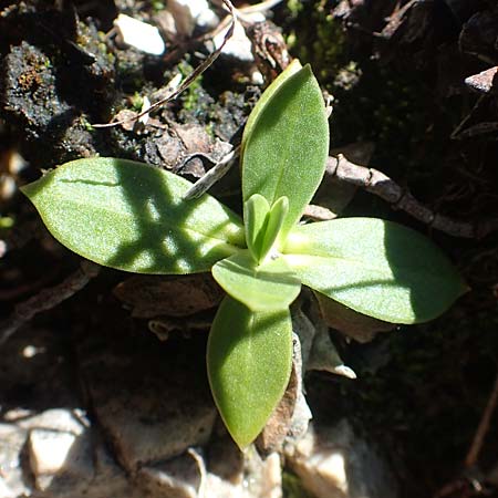 Gentiana clusii \ Clusius' Enzian / Trumpet Gentian, A Lawinenstein 5.7.2020