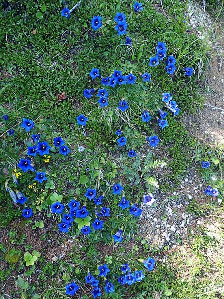 Gentiana clusii \ Clusius' Enzian / Trumpet Gentian, A Tauplitz-Alm 8.7.2020