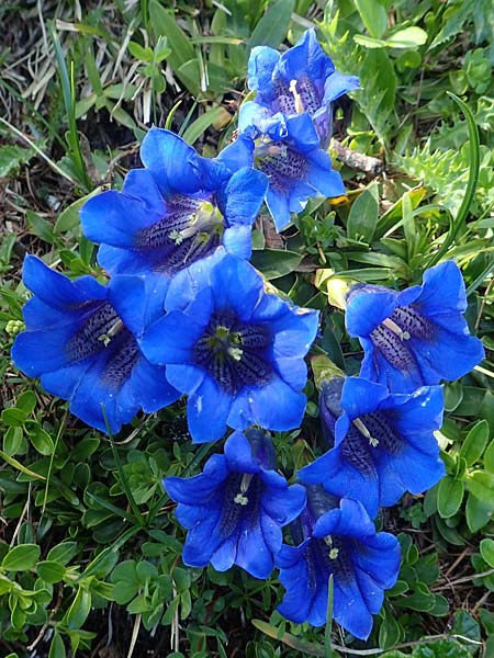 Gentiana clusii \ Clusius' Enzian / Trumpet Gentian, A Tauplitz-Alm 8.7.2020