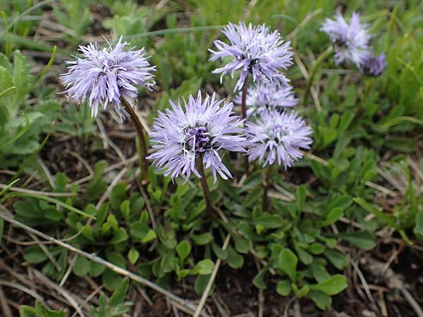 Globularia cordifolia \ Herzblttrige Kugelblume / Leather-Leaf Powder-Puff, A Perchtoldsdorf 7.5.2022