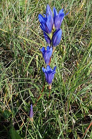 Gentiana pneumonanthe \ Lungen-Enzian / Marsh Gentian, A Seewinkel, Podersdorf 26.9.2012