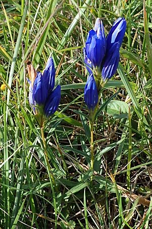 Gentiana pneumonanthe \ Lungen-Enzian / Marsh Gentian, A Seewinkel, Podersdorf 26.9.2012