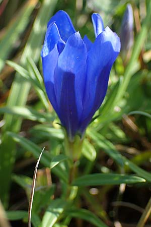Gentiana pneumonanthe \ Lungen-Enzian / Marsh Gentian, A Seewinkel, Podersdorf 26.9.2012