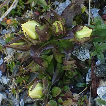 Gentianella anisodonta \ Kelch-Kranzenzian, Ungleichz&auml;hniger Kranzenzian / Dolomitian Gentian, A Gro&szlig;glockner 11.8.2025