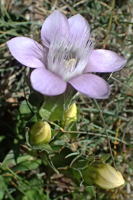 Gentianella anisodonta \ Kelch-Kranzenzian, Ungleichz&auml;hniger Kranzenzian / Dolomitian Gentian, A Gro&szlig;glockner 11.8.2025