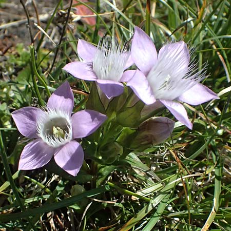 Gentianella anisodonta \ Kelch-Kranzenzian, Ungleichz&auml;hniger Kranzenzian / Dolomitian Gentian, A Gro&szlig;glockner 11.8.2025
