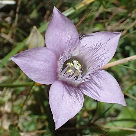 Gentianella anisodonta \ Kelch-Kranzenzian, Ungleichz&auml;hniger Kranzenzian / Dolomitian Gentian, A Gro&szlig;glockner 11.8.2025