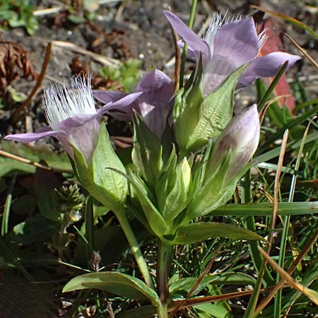Gentianella anisodonta \ Kelch-Kranzenzian, Ungleichz&auml;hniger Kranzenzian / Dolomitian Gentian, A Gro&szlig;glockner 11.8.2025