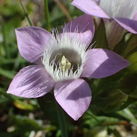 Gentianella anisodonta \ Kelch-Kranzenzian, Ungleichz&auml;hniger Kranzenzian / Dolomitian Gentian, A Gro&szlig;glockner 11.8.2025
