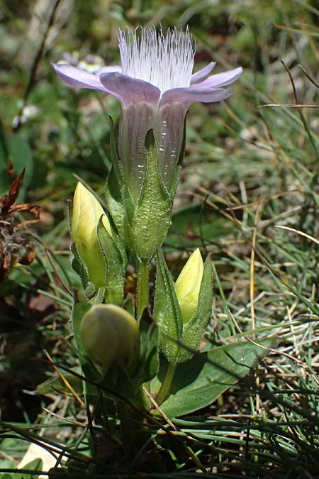Gentianella anisodonta \ Kelch-Kranzenzian, Ungleichz&auml;hniger Kranzenzian / Dolomitian Gentian, A Gro&szlig;glockner 11.8.2025