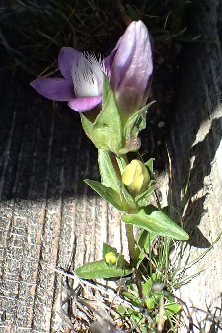 Gentianella anisodonta \ Kelch-Kranzenzian, Ungleichz&auml;hniger Kranzenzian / Dolomitian Gentian, A Gro&szlig;glockner 11.8.2025