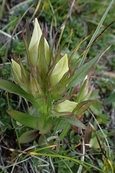Gentianella anisodonta \ Kelch-Kranzenzian, Ungleichz&auml;hniger Kranzenzian / Dolomitian Gentian, A Gro&szlig;glockner 11.8.2025