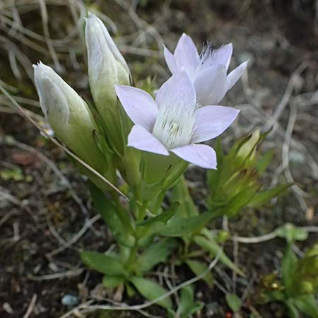 Gentianella anisodonta \ Kelch-Kranzenzian, Ungleichz&auml;hniger Kranzenzian / Dolomitian Gentian, A Gro&szlig;glockner 11.8.2025