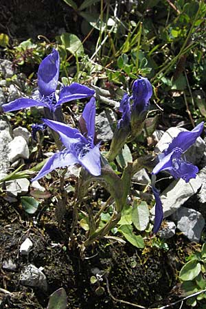 Gentianella ciliata \ Fransen-Enzian / Fringed Gentian, A Hahntennjoch 22.8.2007