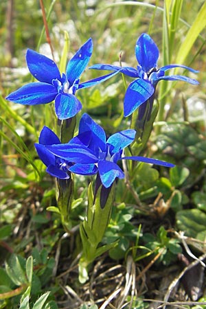 Gentiana pumila \ Niedlicher Enzian / Dwarf Gentian, A K&auml;rnten/Carinthia, Petzen 2.7.2010