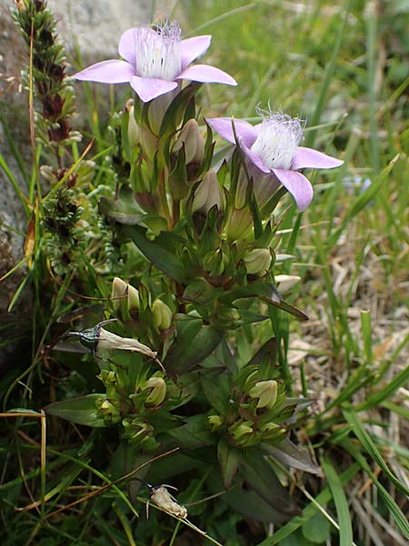 Gentianella lutescens \ Karpaten-Kranzenzian / Carpathian Gentian, A Kärnten/Carinthia, Koralpe 9.8.2016
