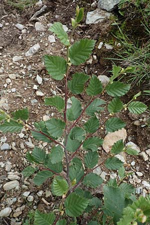 Alnus alnobetula \ Grn-Erle / Green Alder, A Osttirol, Porze 13.7.2019