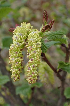 Alnus alnobetula \ Grn-Erle / Green Alder, A Pölstal-Oberzeiring 26.6.2021