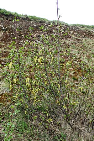 Alnus alnobetula \ Grn-Erle / Green Alder, A Pölstal-Oberzeiring 26.6.2021