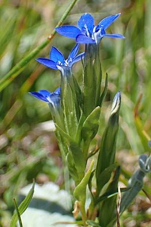 Gentiana nivalis \ Schnee-Enzian / Alpine Gentian, A Eisenerzer Reichenstein 28.7.2021