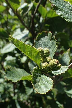 Alnus alnobetula \ Grn-Erle / Green Alder, A Kärnten/Carinthia, Koralpe 1.7.2022