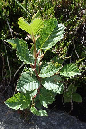 Alnus alnobetula \ Grn-Erle / Green Alder, A Kärnten/Carinthia, Koralpe 1.7.2022