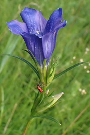 Gentiana pneumonanthe \ Lungen-Enzian / Marsh Gentian, A Seewinkel, Podersdorf 12.7.2013