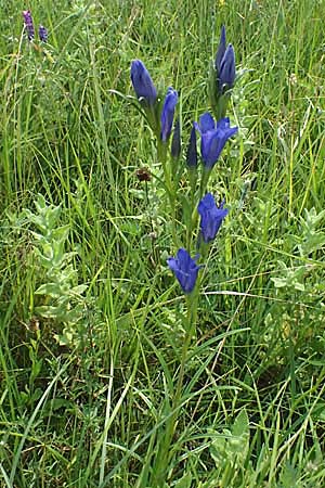 Gentiana pneumonanthe \ Lungen-Enzian / Marsh Gentian, A Seewinkel, Podersdorf 12.7.2013