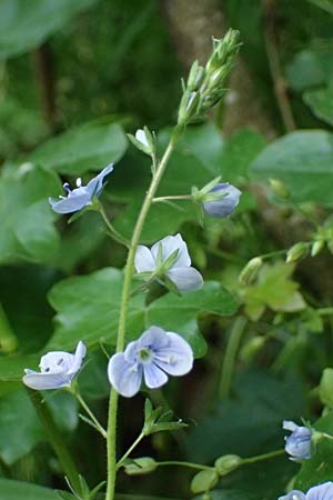 Veronica chamaedrys subsp. vindobonensis \ Wiener Gamander-Ehrenpreis, Drsiger Gamander-Ehrenpreis / Vienna Germander Speedwell, A Fehhaube 9.5.2025
