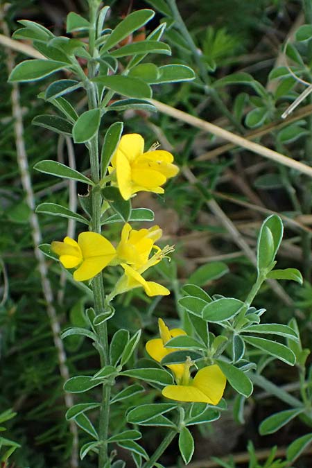 Genista pilosa \ Heide-Ginster, Behaarter Ginster / Hairy Greenweed, A Bad Vöslau 12.5.2025