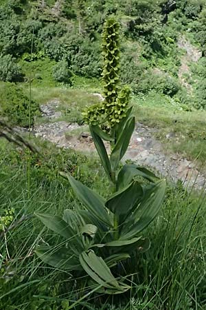 Veratrum album subsp. lobelianum \ Grner Germer / Green False Hellebore, A Kolm Saigurn 2.7.2025