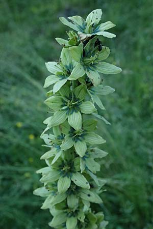Veratrum album subsp. lobelianum \ Grner Germer / Green False Hellebore, A Kolm Saigurn 2.7.2025