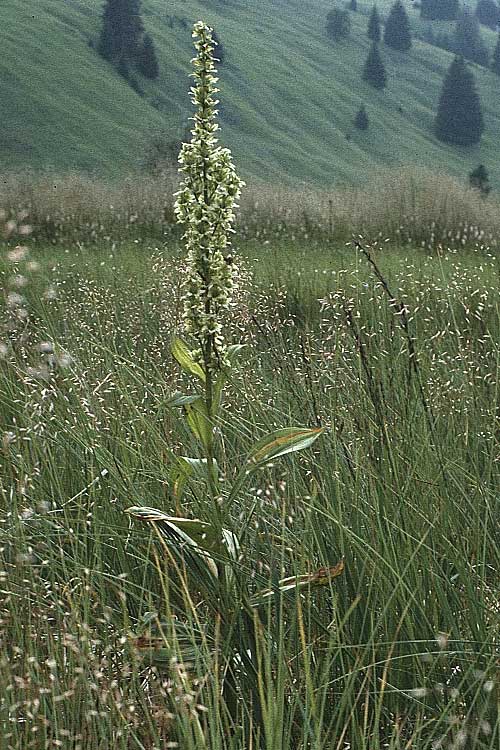 Veratrum album subsp. lobelianum \ Grner Germer / Green False Hellebore, A Tannheimer Tal 16.7.1987