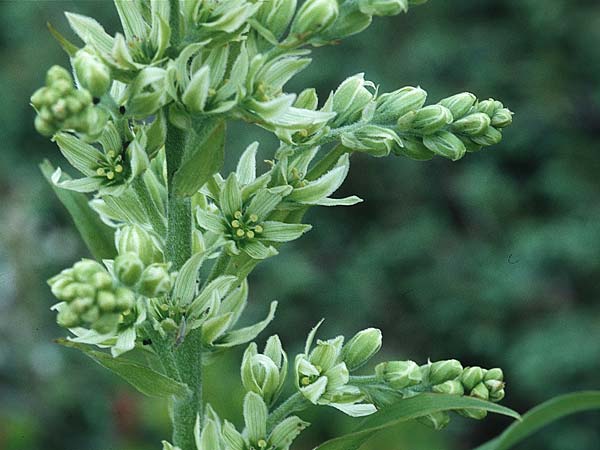 Veratrum album subsp. album \ Weier Germer / White False Hellebore, A Kärnten/Carinthia, Petzen 11.7.1995