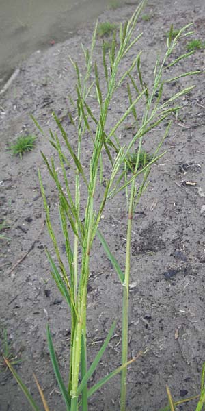 Glyceria fluitans \ Flutender Schwaden / Floating Sweet Grass, A Bregenz 5.5.2007