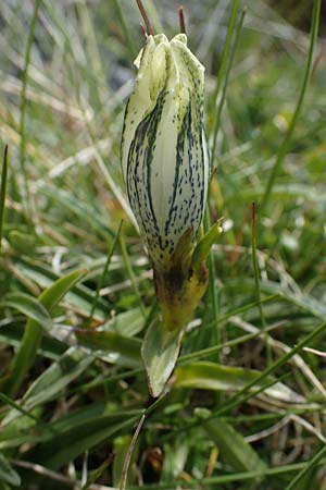 Gentiana frigida \ Tauern-Enzian, Steirischer Enzian / Styrian Gentian, A Wölzer Tauern, Hoher Zinken 24.7.2021