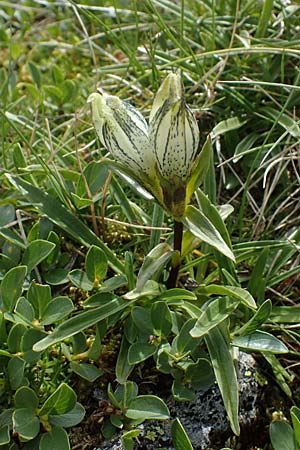 Gentiana frigida \ Tauern-Enzian, Steirischer Enzian / Styrian Gentian, A Wölzer Tauern, Hoher Zinken 24.7.2021