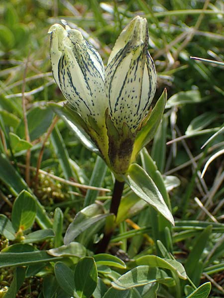 Gentiana frigida \ Tauern-Enzian, Steirischer Enzian / Styrian Gentian, A Wölzer Tauern, Hoher Zinken 24.7.2021