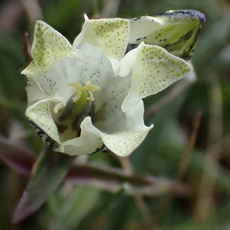 Gentiana frigida \ Tauern-Enzian, Steirischer Enzian / Styrian Gentian, A Wölzer Tauern, Hoher Zinken 24.7.2021