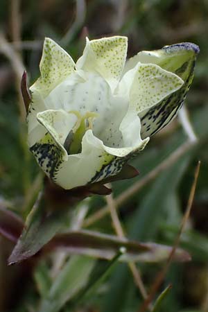 Gentiana frigida \ Tauern-Enzian, Steirischer Enzian / Styrian Gentian, A Wölzer Tauern, Hoher Zinken 24.7.2021