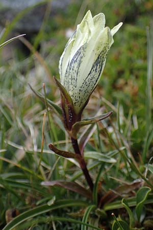 Gentiana frigida \ Tauern-Enzian, Steirischer Enzian / Styrian Gentian, A Wölzer Tauern, Hoher Zinken 24.7.2021