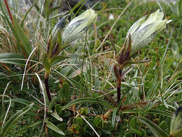 Gentiana frigida \ Tauern-Enzian, Steirischer Enzian / Styrian Gentian, A Wölzer Tauern, Hoher Zinken 24.7.2021